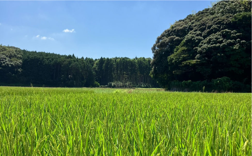 福岡県ブランド米「夢つくし」10kg