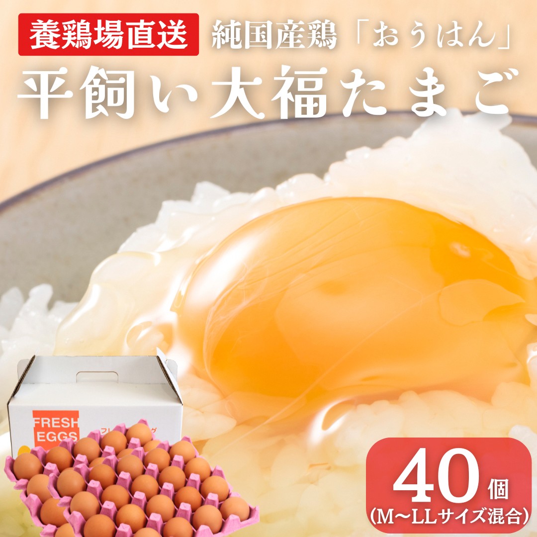 【ふるさと納税】卵 大福たまご 40個 産地直送 純国産鶏 おうはん 平飼い卵 高級卵 高級たまご 生たまご たまご 京都府南丹市 グルメ お取り寄せ