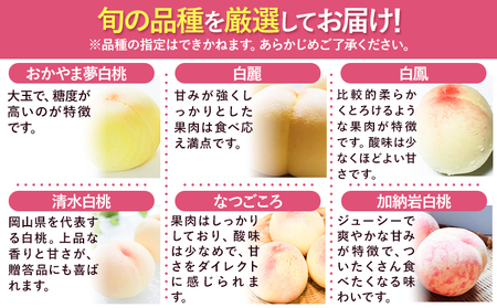訳あり 白桃 桃 1.3kg ハレノフルーツ （犬塚農園） 《6月末-8月中旬頃出荷》岡山県 浅口市 フルーツ モモ 果物 青果 旬 おかやま夢白桃 白麗 白鳳 清水白桃 なつごころ 加納岩白桃 ご家
