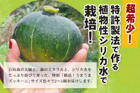 希少！「絶品うまうまズッキーニ」サイズ色々2～5個 農薬を使わず、特許製法のシリカ水で栽培する特別な野菜 11月～3月順次発送 OI-12