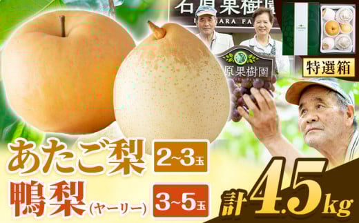 【先行予約】梨 なし 4.5kg あたご梨 2 ～ 3玉 鴨梨 3 ～ 5玉 贈答箱 石原果樹園 なし フルーツ 果物 新鮮《2025年11月中旬-2026年1月上旬頃より発送予定》岡山県 浅口市 果物 フルーツ 梨 詰め合わせ 贈答用