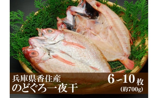 【兵庫県香住産 のどぐろ一夜干 約700g（6~10枚）】香住で水揚げ 鮮度抜群 白身魚の王様 高級魚 一夜干し 濃厚な脂 身は柔らかく 旨味が詰まった逸品 兵庫県 香美町 宿院商店 33-15