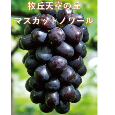 【2026年発送】超希少　牧丘天空の丘ブランド「シャインマスカットファミリーバラエティーセット」【配送不可地域：離島】