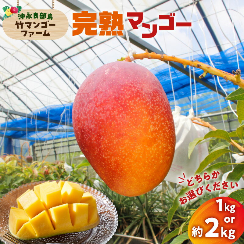 【ふるさと納税】【2025年先行予約】＜選べる＞ 完熟マンゴー 1kg or 2kg 2個 ～ 6個 竹マンゴーファーム マンゴー フルーツ 果物 果実 先行予約 数量 期間 限定 完熟 南国 化粧箱 甘い 採れたて 無加温 鹿児島 知名町 沖永良部 おすすめ ランキング プレゼント ギフト