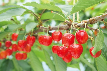 《先行予約》2025年 山形県産 紅秀峰 本詰め 約500g 2L やまのべ多田耕太郎のさくらんぼ サクランボ F20A-046