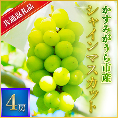 
            ＜2025年7月より順次発送予定＞シャインマスカット　4房(県内共通返礼品:かすみがうら市産)【1401738】
          