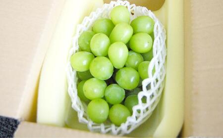【定期便2回】シャインマスカット 1房 約600g（9月発送）・ 新高梨 4～5玉 約2.5kg（10月発送）【定期便 シャインマスカット マスカット 葡萄 ぶどう ブドウ 新高梨 梨 なし ナシ 果