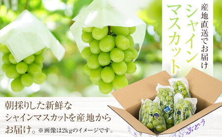 シャインマスカット 約1kg 和歌山有田産 【朝採・新鮮】★先行予約★2024年8月下旬頃より順次発送