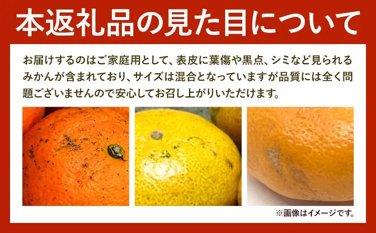 みかん ご家庭用 温州みかん 約5kg