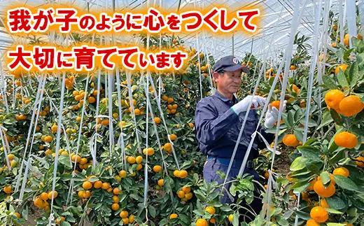 【数量限定】おひさまきらりん + 蔵姫 (くらひめ) 生搾り100%ジュース 2種3本 飲み比べ セットB【今村農園】 甘い 爽やか ストレート 果汁 100% オレンジ ジュース みかん ミカン 蜜