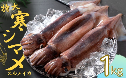 今が旬！朝どれ寒シマメ特大サイズ（350-400g）丸ごと3杯セット 1kg?1.2kg_イメージ1