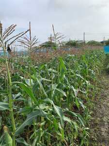 とうもろこし 2種食べ比べミックス 味来×ドルチェドリーム 約2㎏（5～6本