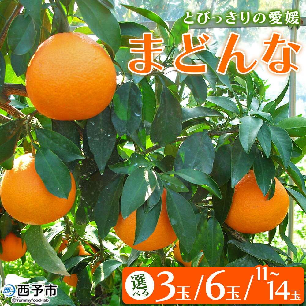 【ふるさと納税】先行予約 紅まどんなと同品種！＜とびっきりの愛媛 まどんな（3玉／6玉／11～14玉）＞マドンナ 愛媛果試第28号 果物 柑橘 フルーツ 期間 旬 季節限定 特産品 産地直送 片山果樹園 西宇和 愛媛県 西予市【常温】『2025年12月中旬～12月下旬迄に順次出荷予定』