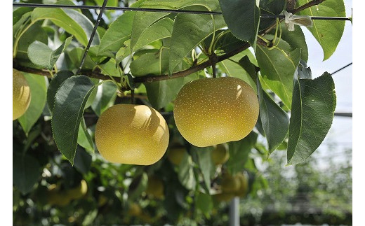 農家直送】森越農園のなし（幸水）約３Kg