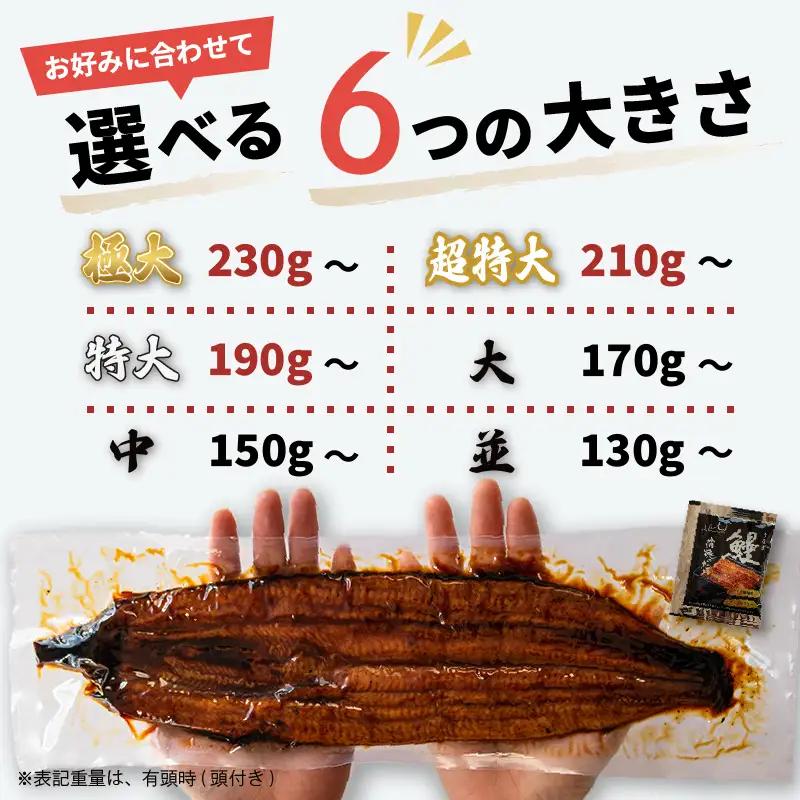 限定 国産 鰻 土佐はちきん うなぎ 蒲焼き 130g以上 × 1尾 | 特上 極上 めす 贈答 南国市