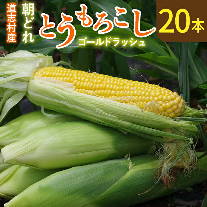 【ふるさと納税】 【先行予約】【2025年8月初め～8月末発送】新鮮！朝どれトウモロコシ【20本入】 ※北海道・沖縄・離島への配送不可 ※着日指定不可 野菜 やさい コーン ヤングコーン とうもろこし トウモロコシ もろこし 青果 山梨県 道志村 送料無料 DSV007
