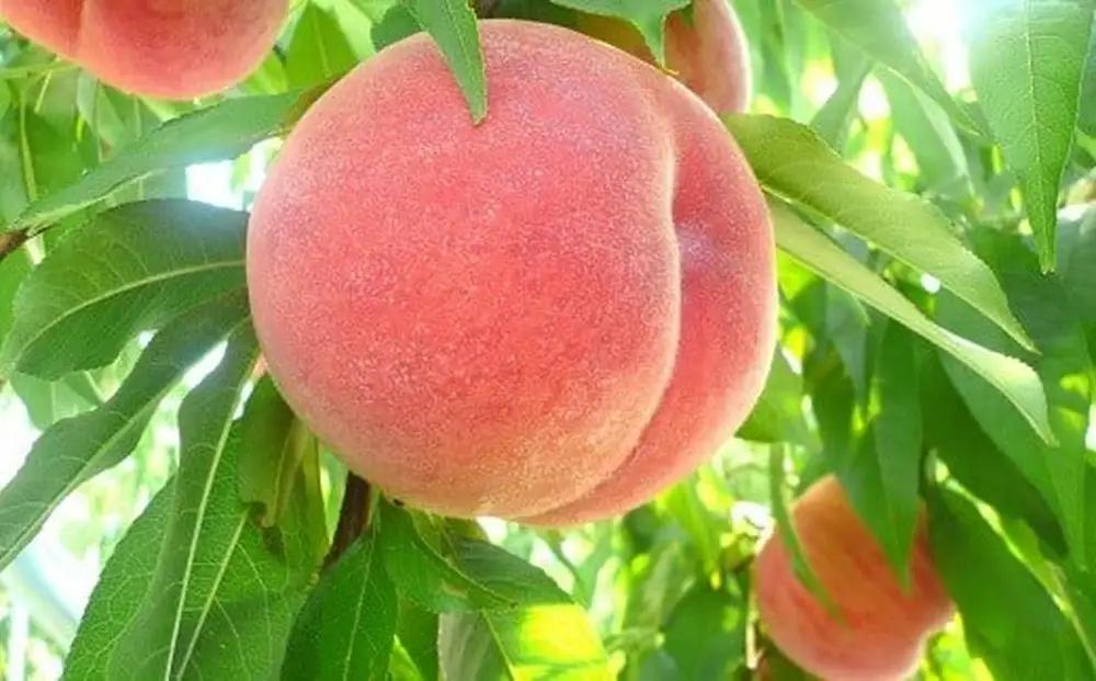 桃 川中島 白桃 2kg 山形
