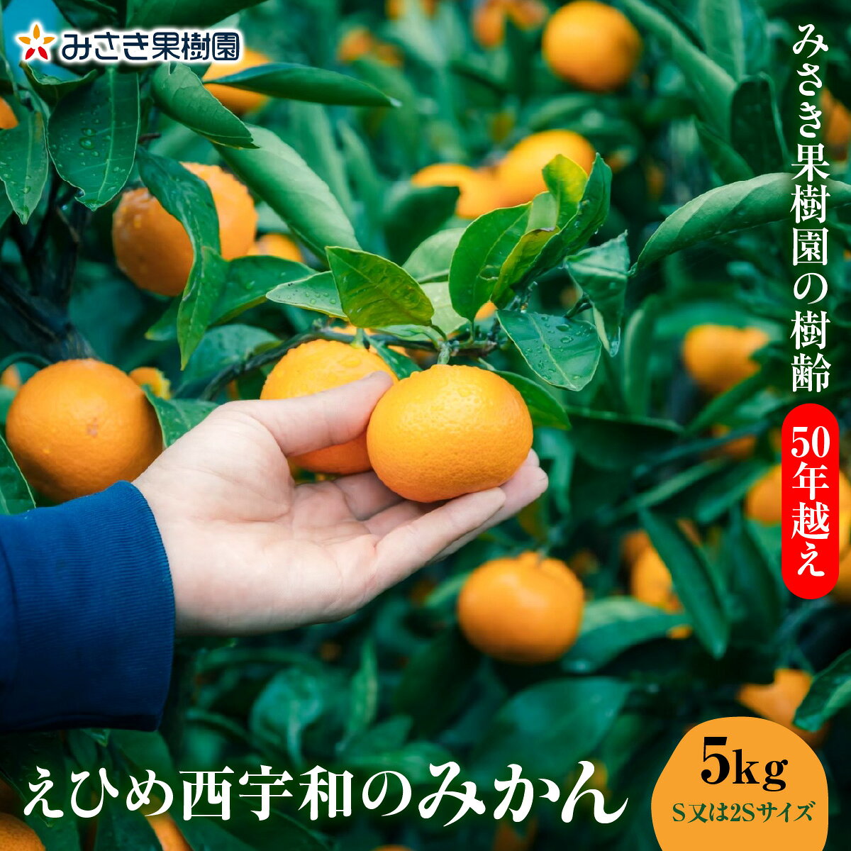 【ふるさと納税】【先行受付】みさき果樹園の樹齢50年越え えひめ西宇和のみかん5kgS・2Sサイズ【C21-15】_【1453804】YWTBC002