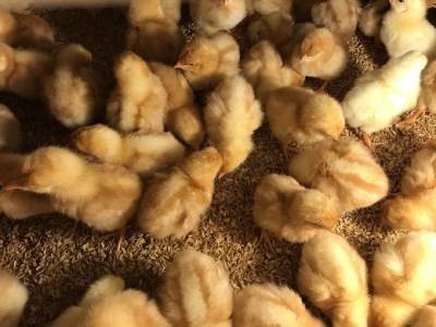 平飼い有精卵（あそぼらん) 30個