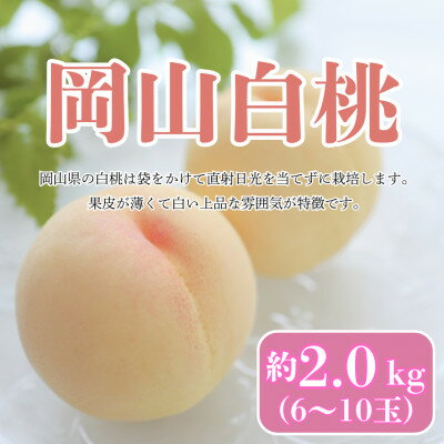 【ふるさと納税】【2026年7月発送予定】岡山白桃　約2kg(6～10玉)_ 白桃 桃 もも 甘い 岡山白桃 2kg 果物 フルーツ 贈答 ギフト 人気 岡山県 津山市 送料無料 【配送不可地域：離島・北海道・沖縄県】【1576321】