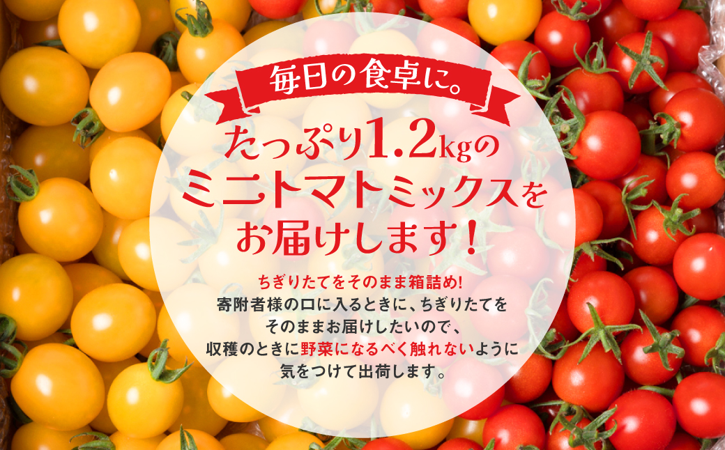 【先行予約】八代市産 宮島農園 ミニトマト (ミックス)1.2kg とまと 野菜 赤トマト 黄色トマト 【2025年12月上旬より順次発送】