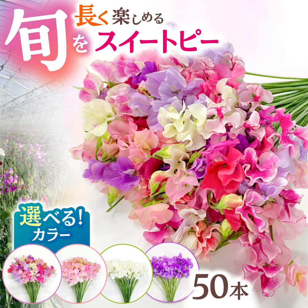 【ふるさと納税】【R7年度12月以降発送】【選べるカラー】 生産農家直送！ スイートピー 花束 50本 【木下農園】 お花 生花 ギフト 贈り物 プレゼント [IBW001]
