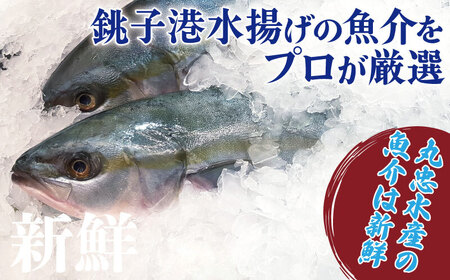 鮮魚ボックス おためしBOX ２kg 鮮魚セット 鮮魚 魚介 魚 刺身 刺し身 千葉県 銚子市 ふるさと納税 丸忠水産