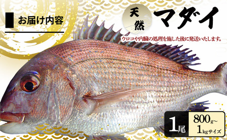 真鯛 淡路島産 天然 800g 1尾 真鯛