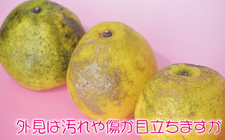 河内晩柑5kg 家庭用 河内晩柑