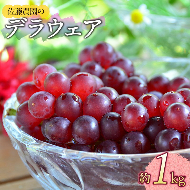 【ふるさと納税】【令和7年産先行予約】デラウエア 約1kg　ぶどう　佐藤農園