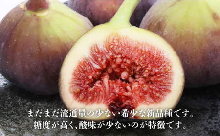 【2024年9~10月発送】フルーツ先行予約！ 福岡オリジナル品種 いちじく 「とよみつひめ」約1.2kg＜一般社団法人地域商社ふるさぽ＞那珂川市  12000 12000円 [GBX026]