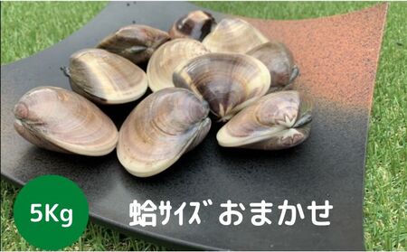 はまぐり 地元漁師が厳選 天然蛤 5kg入り はまぐり