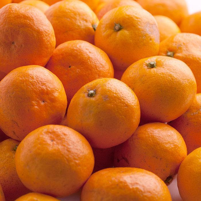 家庭用 有田みかん10kg+250g（傷み補償分）［2025年10月上旬から2026年1月下旬頃順次発送予定］［IKE252］