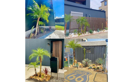 【110～130cm】ヤシの木1本 フェニックス・ロべレニー ロべヤシ