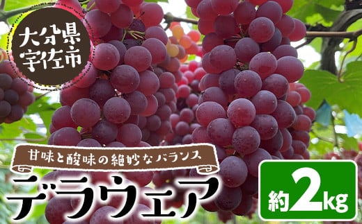 
            ＜先行予約受付中！2025年7月上旬以降順次発送予定＞＜数量限定＞デラウェア (約2kg) デラウェア 葡萄 ぶどう フルーツ 果物 くだもの 果実【115800200】【大分中央農産】
          