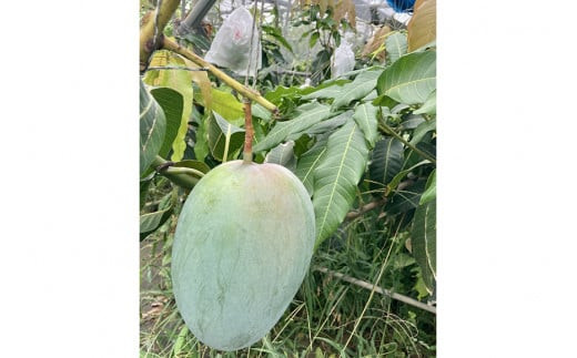 【先行受付】＜2026年発送＞いらぶ島マンゴー園　宮古島産“キーツマンゴー”《贈答用》2kg（HR07）