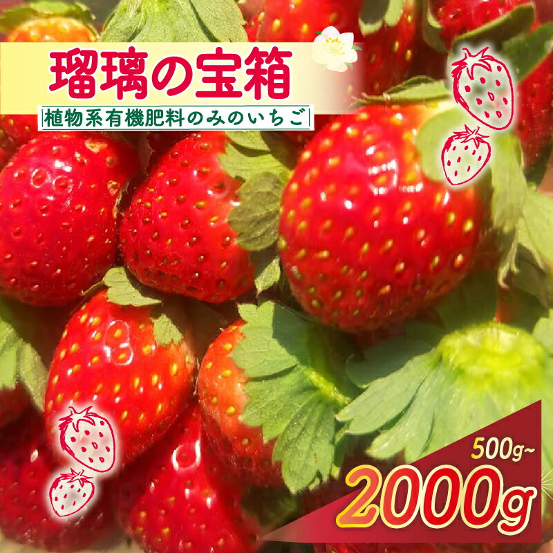 【ふるさと納税】 先行受付 JAS認定 瑠璃の宝箱 植物系有機肥料使用 選べる 内容量 500g 1000g 2000g 《2026年3月～5月発送》 有機 有機肥料 JAS いちご 苺 オーガニック ストロベリー フルーツ ケーキ デザート 果物 国産 ブランド 京都 八幡市 京都府 八幡 かみむら農園