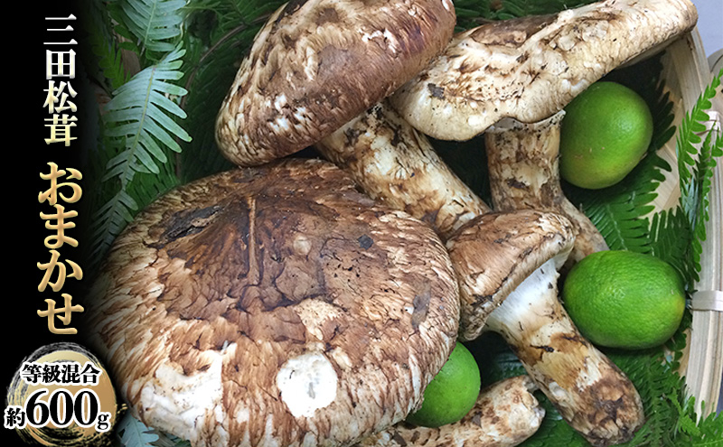 
【ふるさと納税】 三田 松茸 おまかせ (等級混合約600g) まつたけ 秋の味覚 きのこ キノコ 旬の野菜 贈答品 お歳暮 新年 年末 贈り物 ギフト 食品 ギフト ふるさと納税 ふるさと 人気 おすすめ 送料無料 兵庫県 三田市 [№5337-0354]
