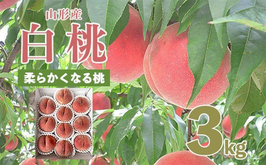 
山形市産 桃 秀3kg(5～13玉)[柔らかくなる桃] 【令和6年産先行予約】FU20-062 フルーツ くだもの 果物 山形 山形県 山形市 2024年産
