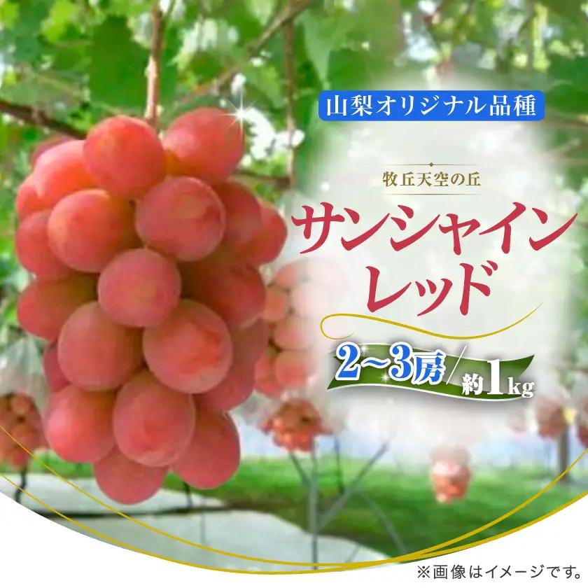 【2026年発送】牧丘天空ブランド山梨オリジナル品種サンシャインレッド【配送不可地域：離島】【1691205】