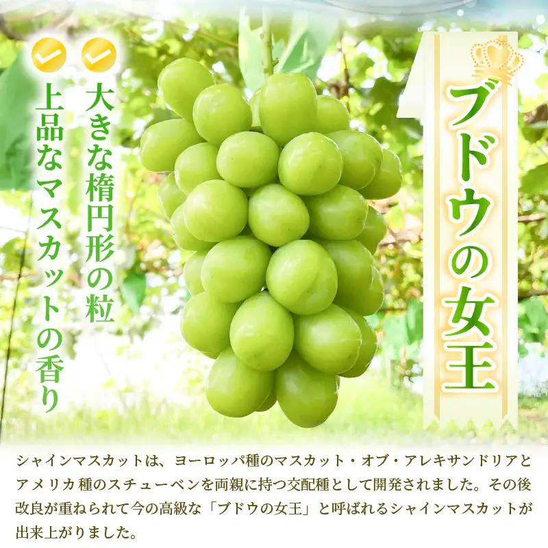 シャインマスカット 約500g×2房入り（合計：約1kg）化粧箱入り 2027年8月中旬以降順次発送予定 ブドウ マスカット フルーツ [A-19105]