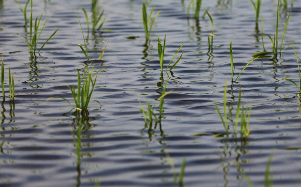 【12ヶ月定期便】【令和7年産】魚沼産コシヒカリ 「段丘の華」（5kg）新潟県 津南町 大阪屋商店