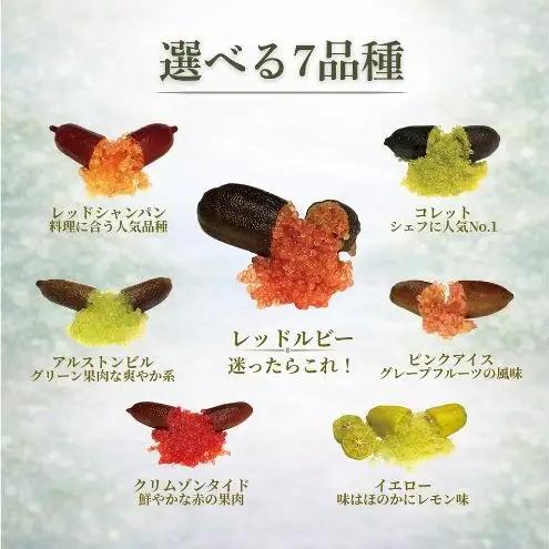 フィンガーライム栽培体験セット 初心者OK 植替え済 AIサポート＆マニュアル付き アルストンビル