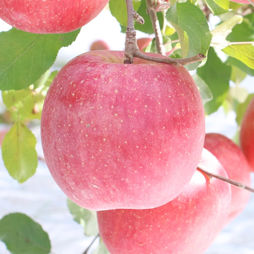 りんご【長野県産】サンふじ！約10kg ＜2026年11月下旬から順次発送予定＞ 信州 南信州 高森町 産地直送 果物 くだもの 旬のりんご 山下屋荘介