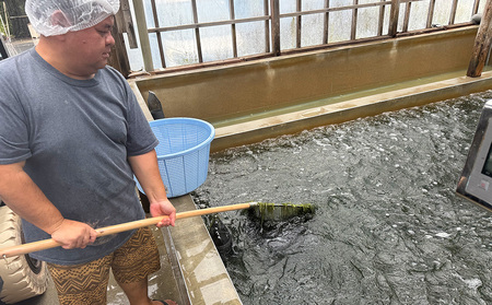海ぶどう 茎無し海ぶどう 300g（たれ付き）
