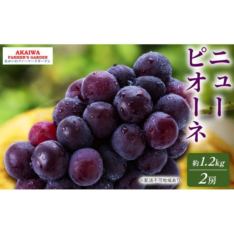ぶどう 先行予約 ニュー ピオーネ 約1.2kg 2房 葡萄 ぶどう