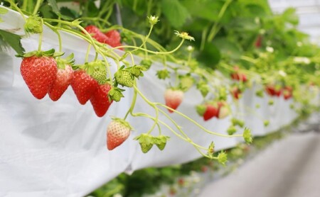 いちご 贅沢 あまおう 8パック 総重量 約1.7kg 果物 デザート イチゴ 苺