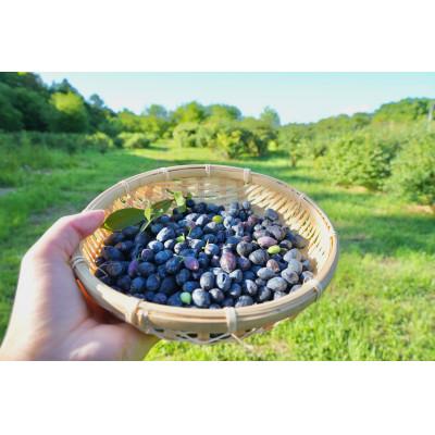 ふるさと納税 厚岸町 冷凍ハスカップ 750g 栽培期間中農薬・除草剤・化学肥料不使用 2025年産