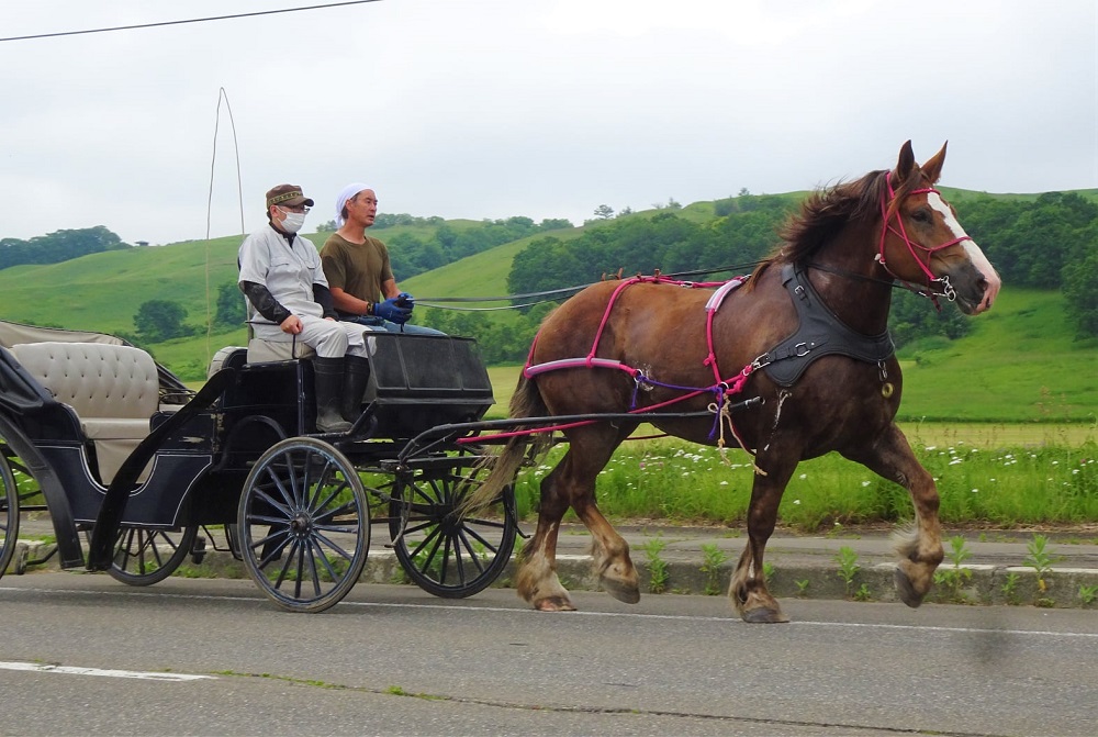 由美子・ピンクの花馬車夢のプロジェクト実現に向けて！あしずりダディー牧場応援（２万円コース）クラウンドファンディング クラファン 馬主 競馬 動物【R00576】