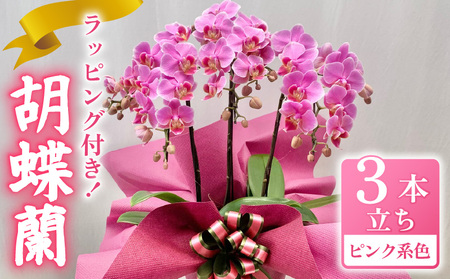 胡蝶蘭 花 ギフト ピンク系 6号 3本立ち お祝い プレゼント 【 胡蝶蘭 】　